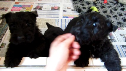 vidéo du 30 novembre 2014