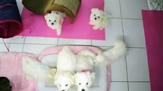 Bichon Frise Purebred Puppy - ~~ LIVE WEBCAM ~~