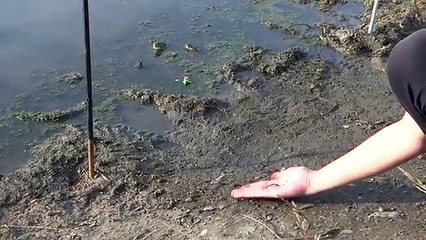Kurbağa solucanı görünce daha fazla dayanamadı.