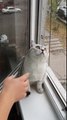 Focused cat possesses the discipline we humans lack