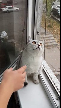 Focused cat possesses the discipline we humans lack