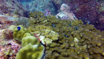 Pulao Aur - 24 October - LOB