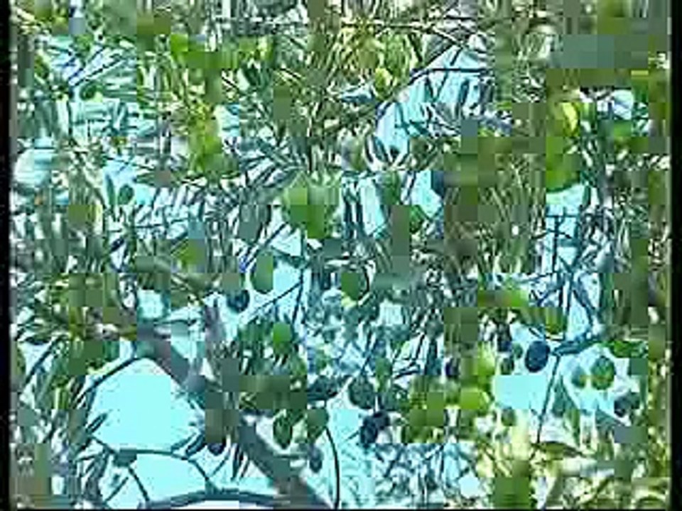 محمد