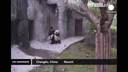 Two young pandas fighting with their breeder