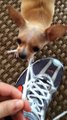 Cute Puppy & Nike Shoes