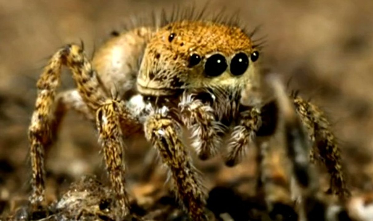Erkek zıplayan örümceğin tehlikeli aşk oyunu
