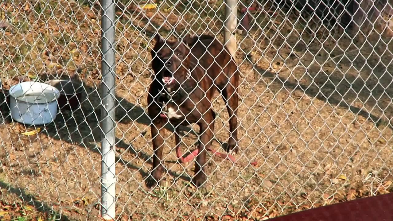 Dogs Singing Happy Birthday