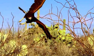 Harris Şahinlerinin Tavşan Avı