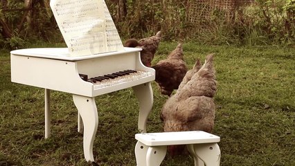 Symphonie pour une poule