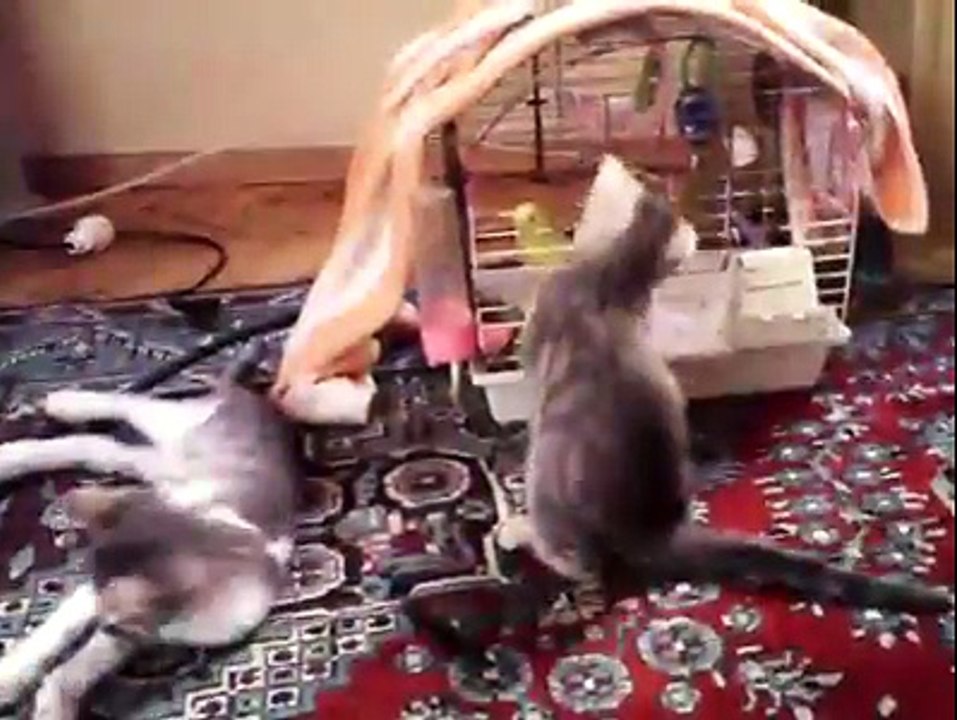 kediyle kuşun tanışması:)