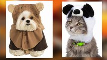 The Best Halloween Costumes for Pets