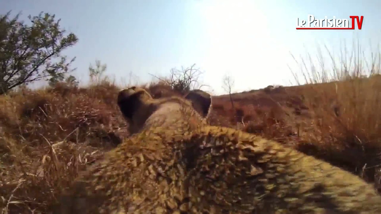 La chasse d'une lionne vue d'une GoPro