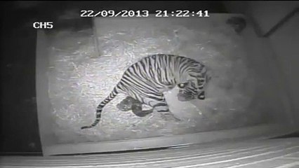 Naissance d'un bébé tigre à Londres