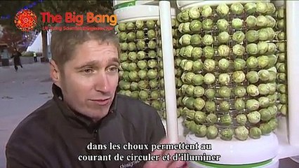 Des choux de Bruxelles pour illuminer un sapin de Noël