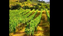 Vente - Propriété viticole Les Issambres