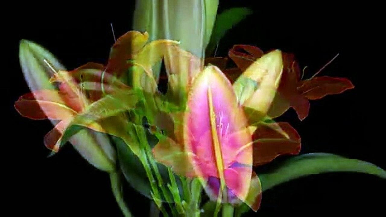 ' Las Flores Tambien alaban a Dios'