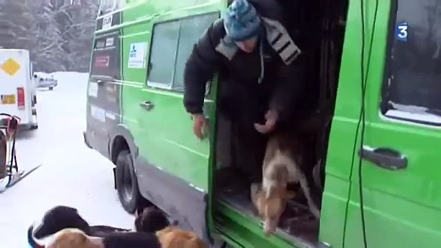 Les chiens de traîneau : des héros avant d’être des compagnons