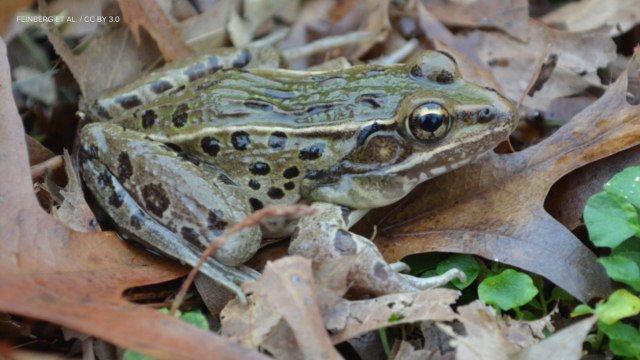 A New Species of Frog on NYC’s Staten Island