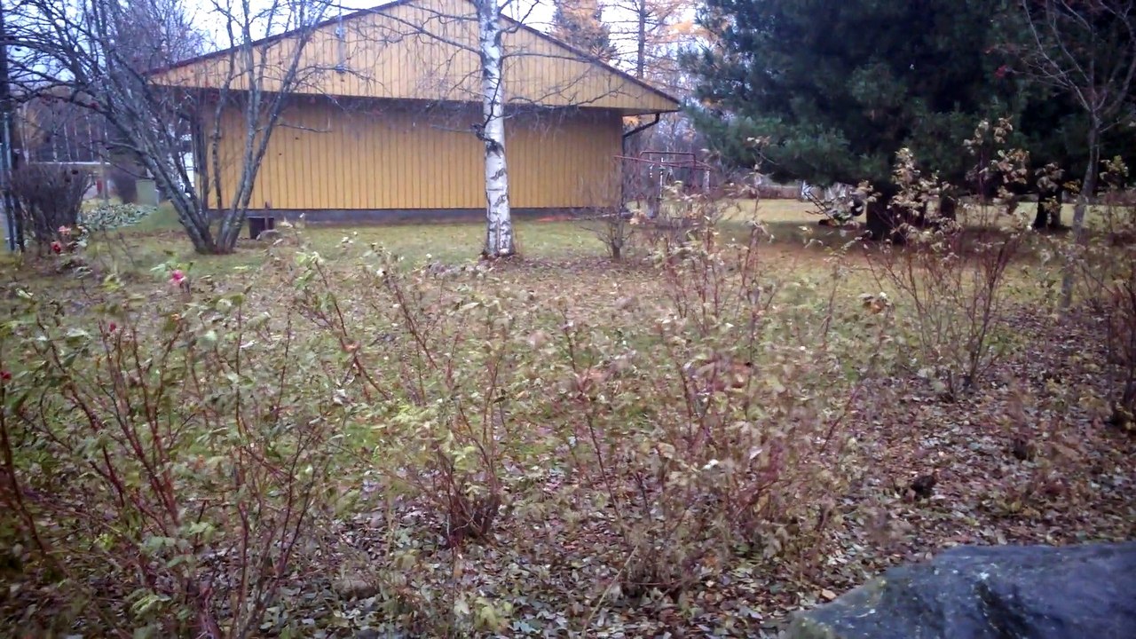 Pheasant in Finland