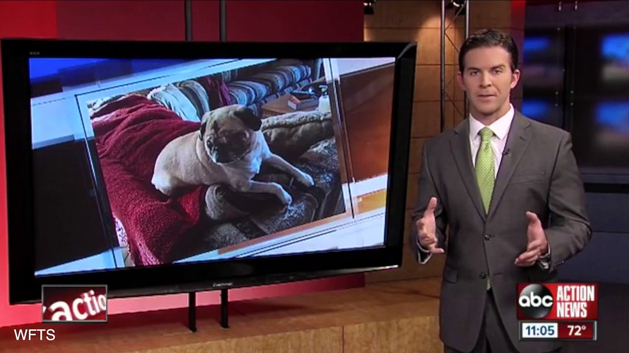 Pet Owner Says Vet Allegedly Removed Dog's Eye Without Consent video