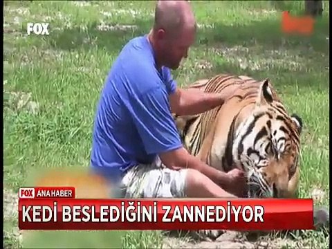 Sanki kedi besliyor evinde 6 kaplan ve 2 aslanla birlikte yaşıyor