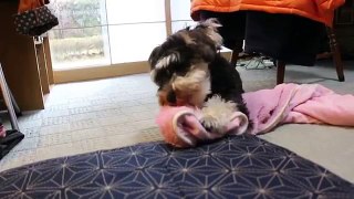 Komugi(Miniature Schnauzer)& Azuki(Bichon Frise) 41