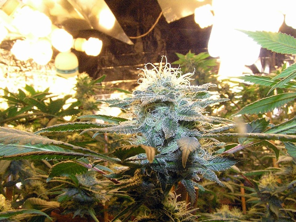 Growing Huge Flowers & Buds Only Using CFL Grow Lights!