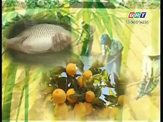 Biện pháp xử lý xoài ra hoa trái vụ