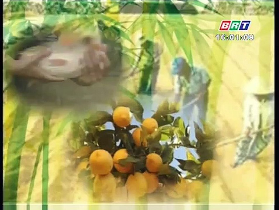 Phòng trừ ngộ độc phèn và ngộ độc hữu cơ cho cây lúa