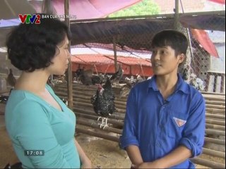 Kỹ thuật chăn nuôi gà Quí Phi