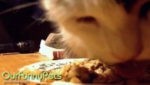 Funny Videos _ Funny Vines _ Funny Cats _ Cool Cute Cats Funny Videos #10