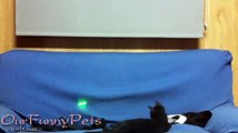 Funny Videos _ Funny Vines _ Funny Cats Videos _ Cool Cute Cats Funny Videos #2