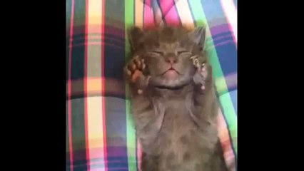 FUNNY VIDEOS_ Funny Cats - Funny Animals - Funny Moments - Funny Cat Vines