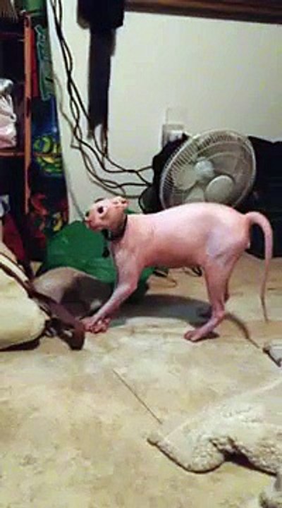 Un chat mort de trouille à cause d’un costume d’halloween