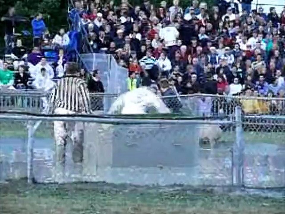 Pigs abuse during Festival Du Cochon in Québec Canada