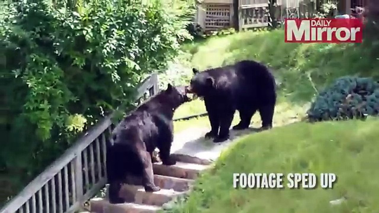 Bear knuckle fighting