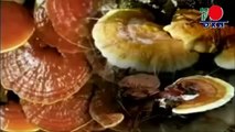 Propiedades del Ganoderma Lucidum