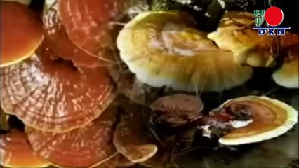 Propiedades del Ganoderma Lucidum