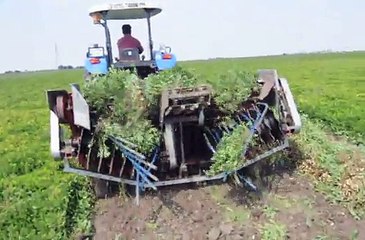 FISTIK SÖKME VE ÇEVİRME (peanut digger shaker inverter)