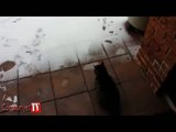 İlk defa kar gören kedi
