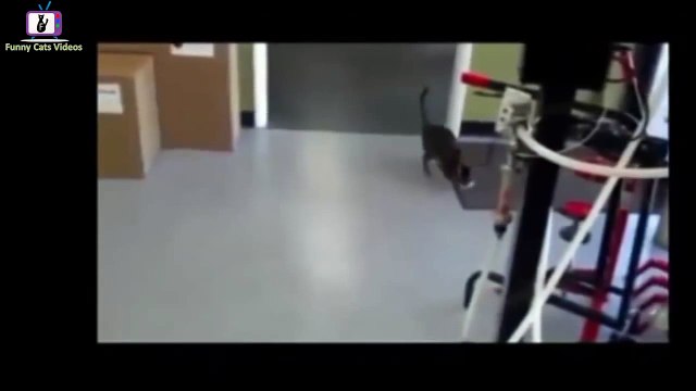 Funny Cat Videos - Episode 4 - Funny Cats - Funny Animals - Fail Compilation - Cats Fails