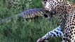 Sneaky Lizard Smacks Leopard With Its Tail