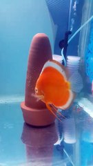 albıno platınyum albıno sun merah cıftım