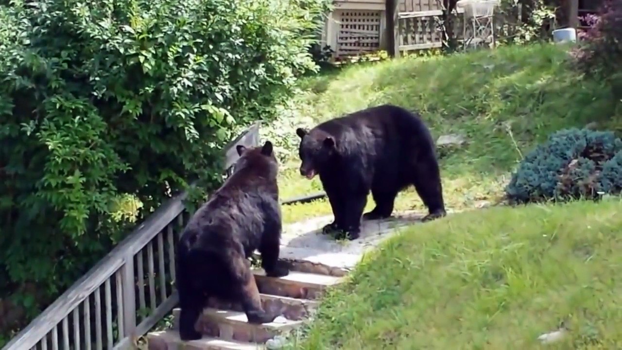 La baston de deux ours dans le New Jersey