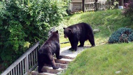 La baston de deux ours dans le New Jersey