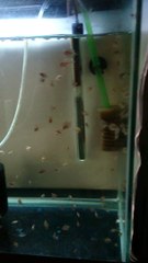 red dıamond albıno sun merah cıft