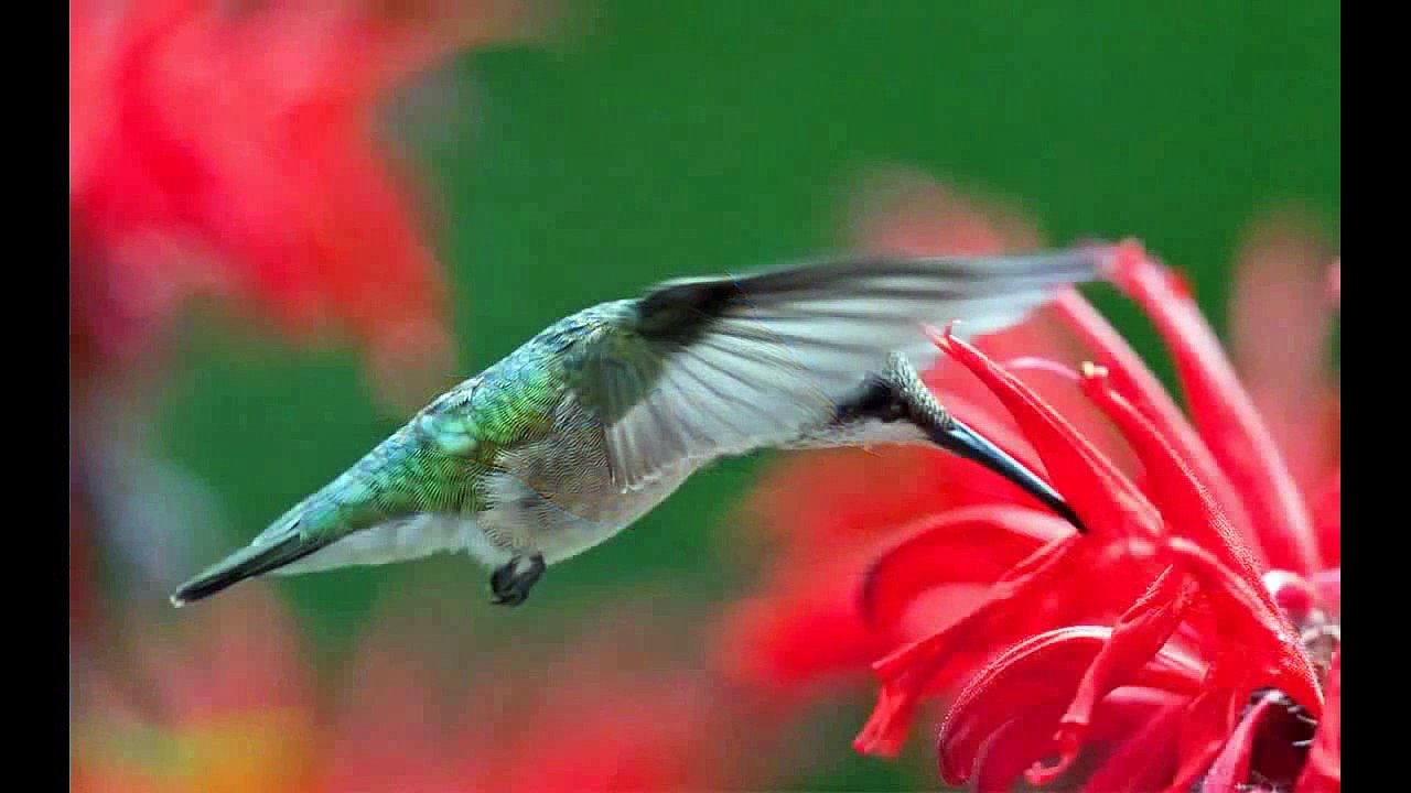 FLIGHT video