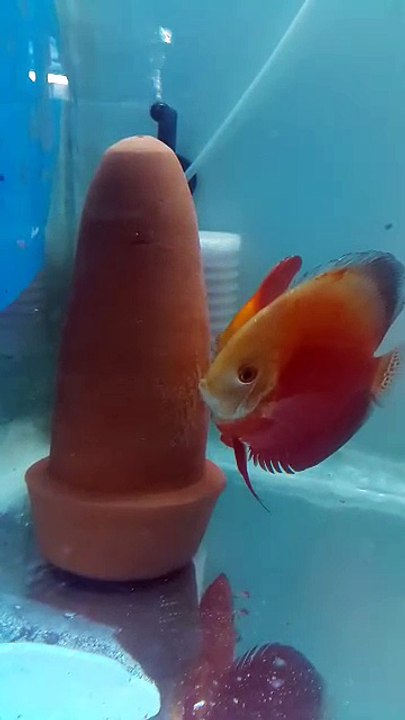 red whıte melon cıft