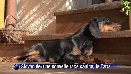 Première portée de chiots de la race Tatra Hound