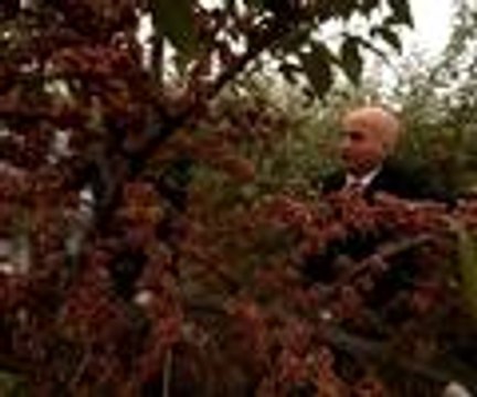 Eski çağların kutsal zeytini